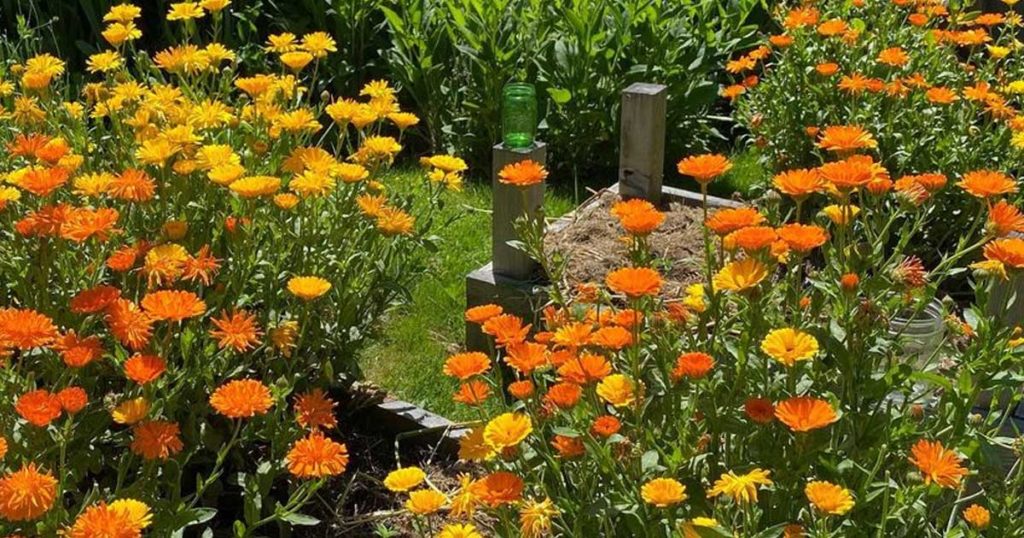 Como plantar calêndulas e os seus benefícios na horta e na nossa vida