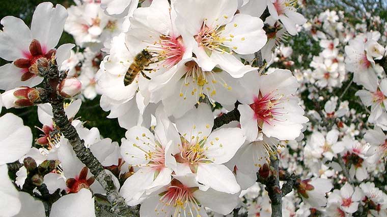 Sabe que árvores atraem abelhas para o seu pomar?