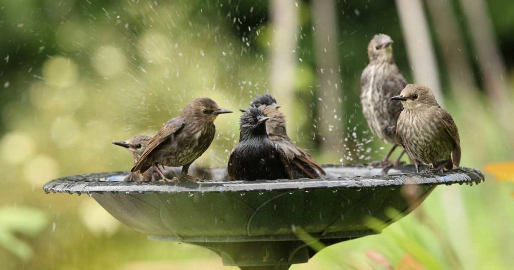 Como fazer um bebedouro para os pássaros se refrescarem  no Verão