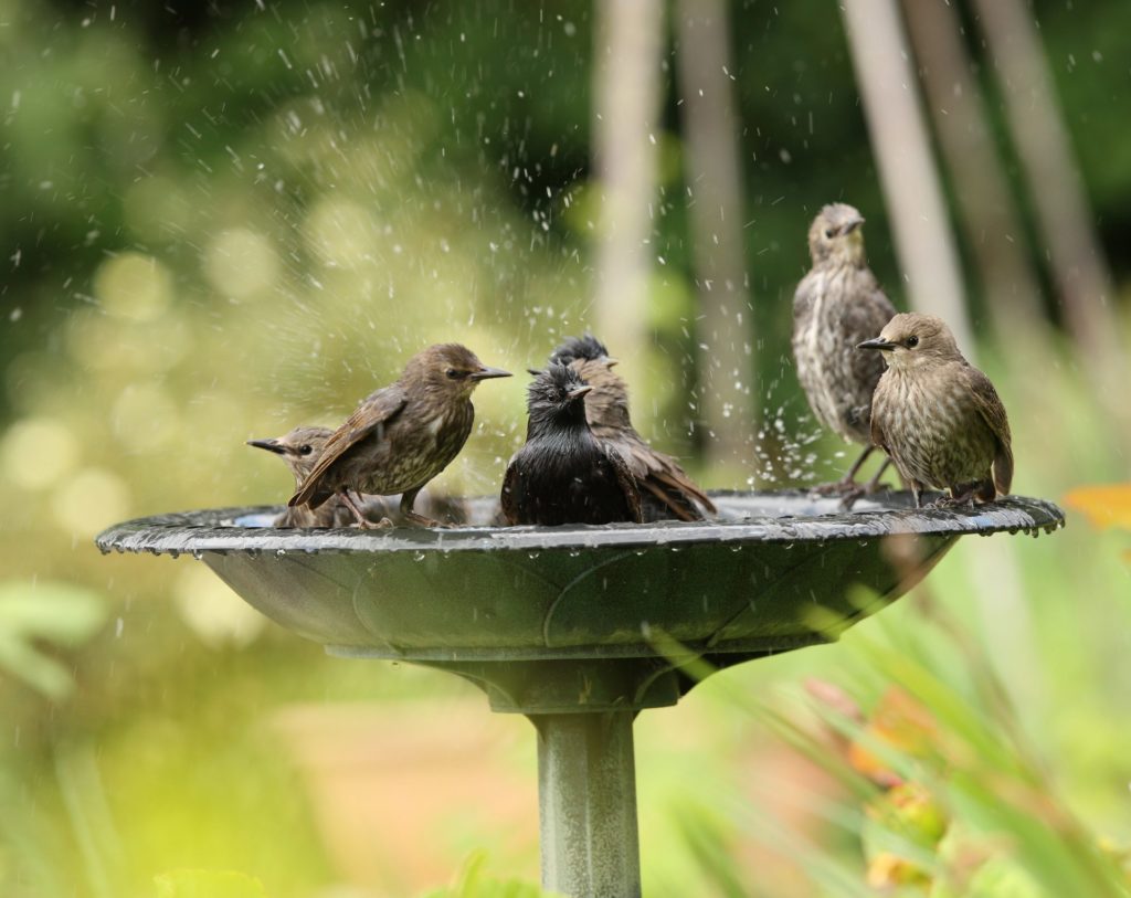 Como fazer um bebedouro para os pássaros se refrescarem no Verão