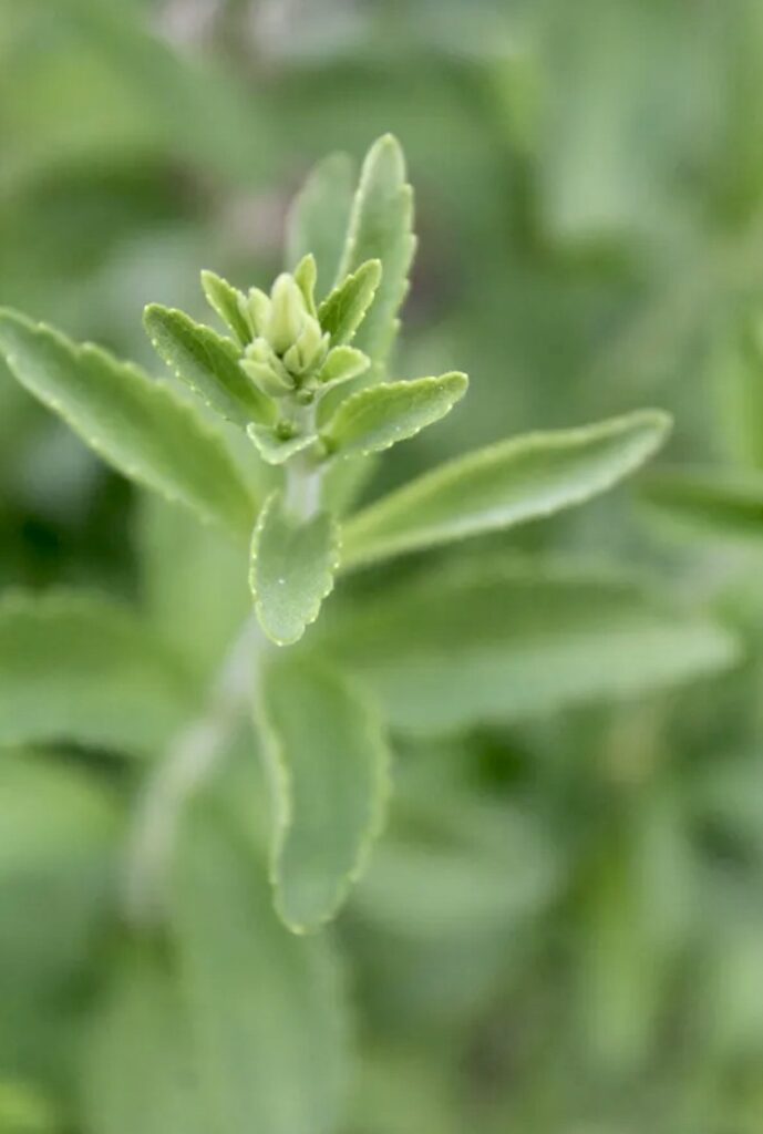Como utilizar folhas de stevia - adoçante natural líquido e em pó