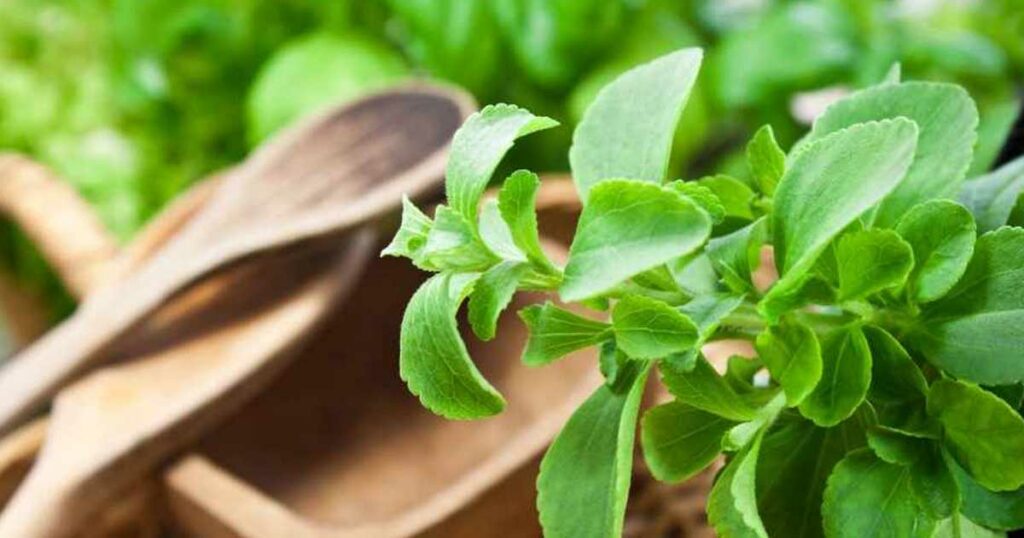 Como utilizar folhas de stevia - adoçante natural líquido e em pó