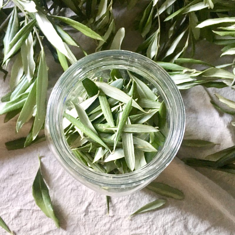 Tintura de folhas de oliveira para usar como remédio natural