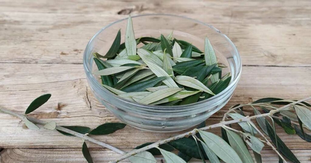 Tintura de folhas de oliveira para usar como remédio natural