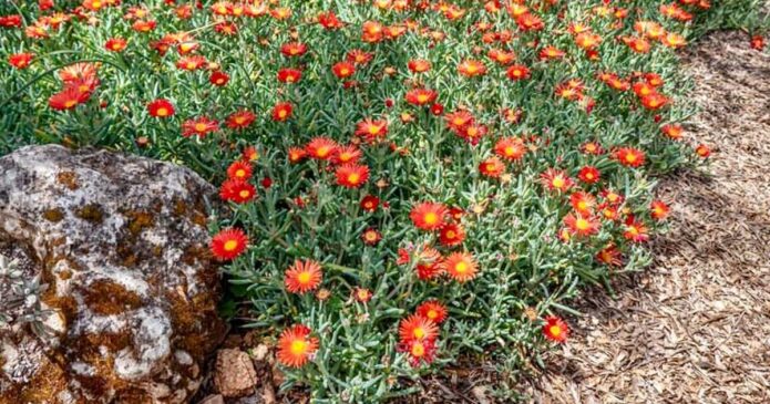 Malephora crocea - Aprenda a cuidar desta planta suculenta