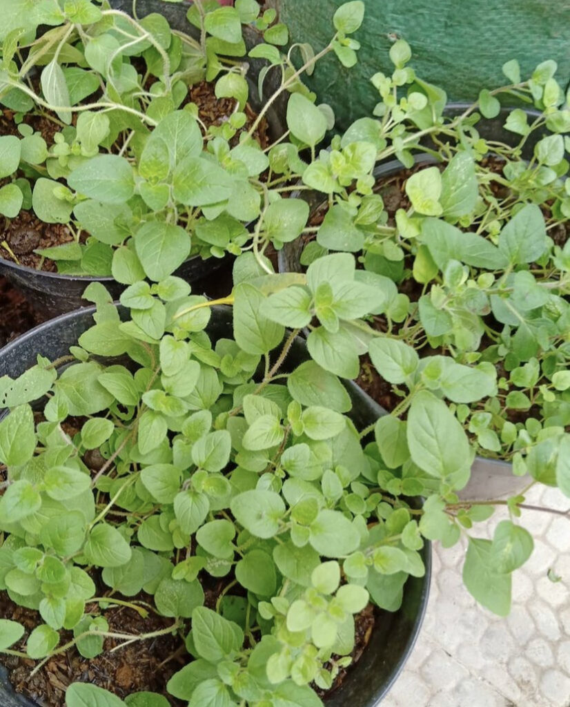 10 Razões para plantar orégãos no seu quintal