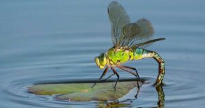 Como atrair libélulas para o jardim e acabar com os mosquitos?