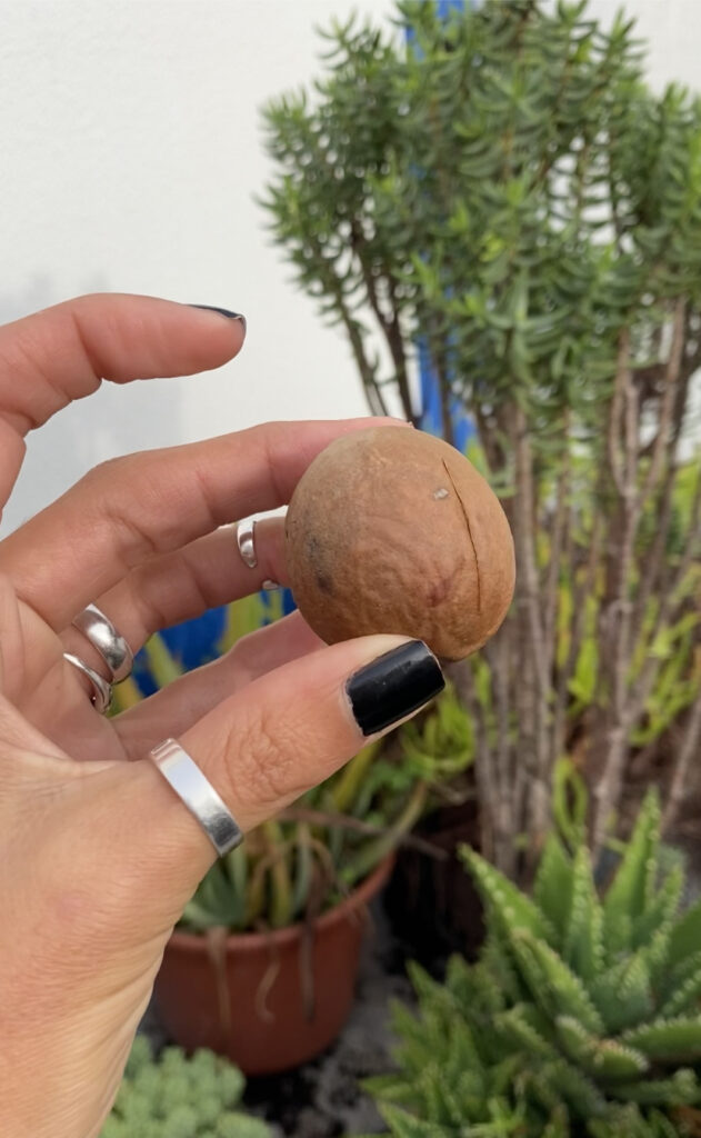 Conheces este segredo sobre o caroço do abacate?