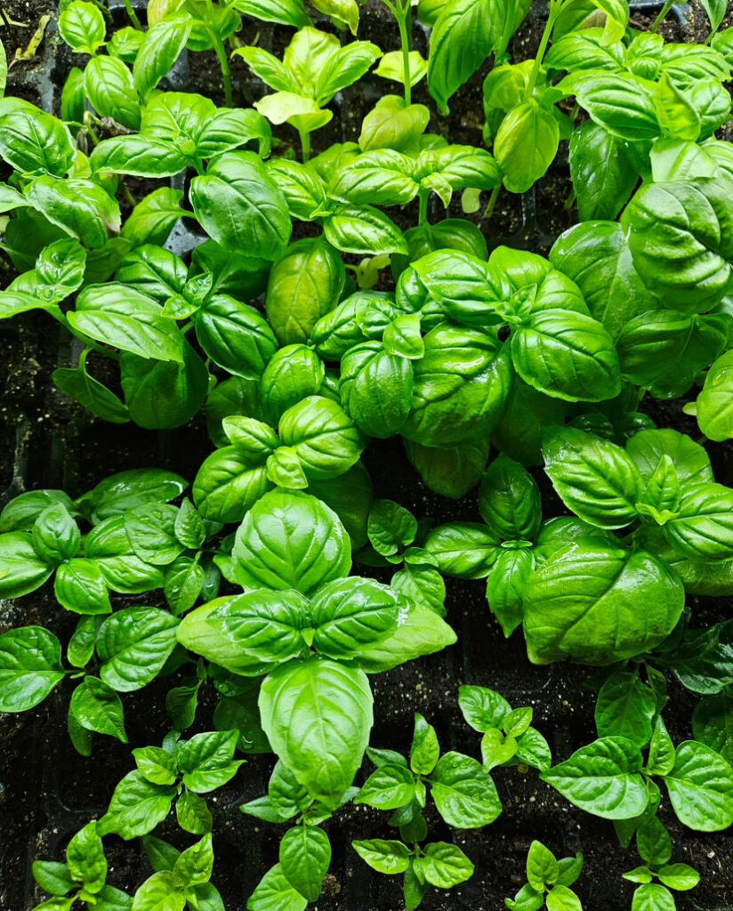 Aprenda como deve plantar manjericão em canteiros ou vasos