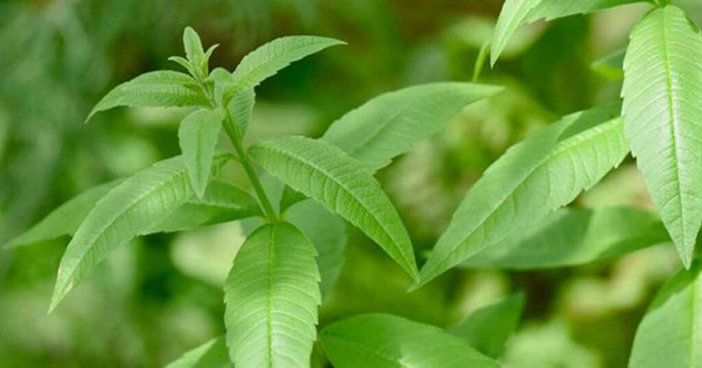 Cultivo da lúcia-lima: Guia para amantes de plantas aromáticas