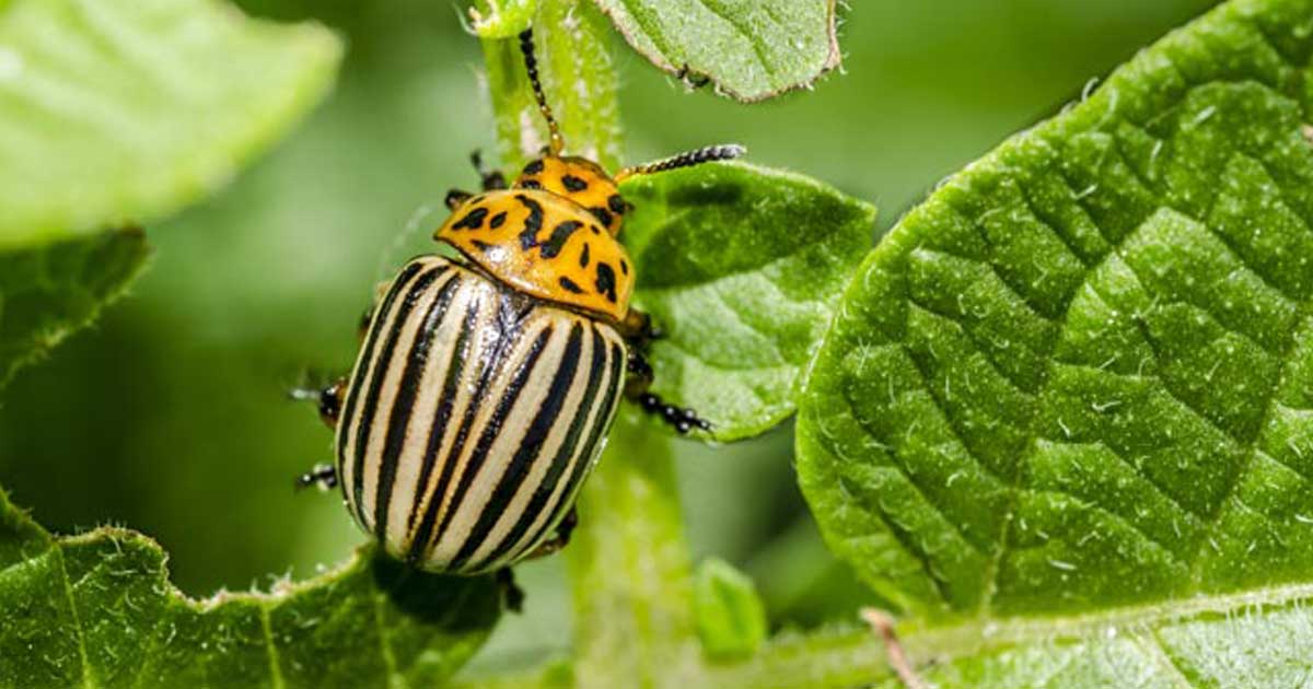 Como combater as pragas de escaravelhos na horta