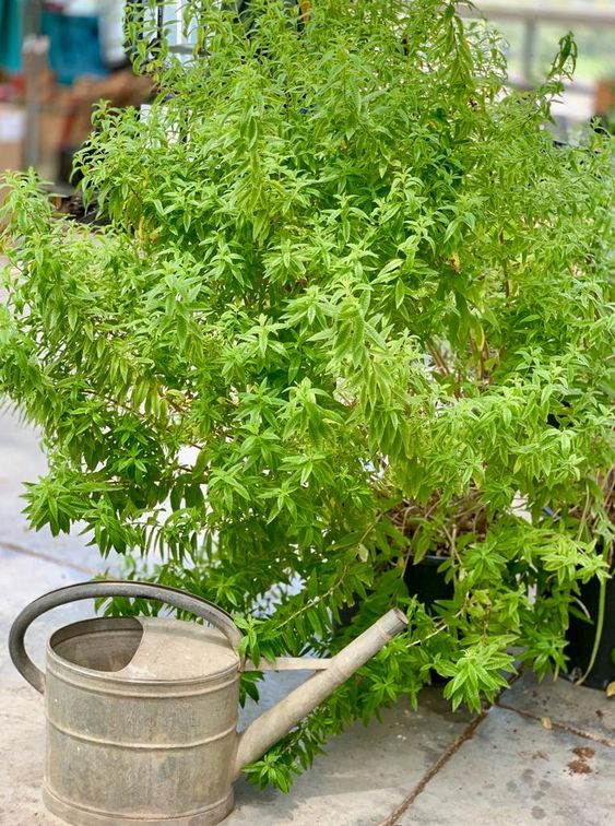 Cultivo de lúcia-lima: Guia para amantes de plantas aromáticas