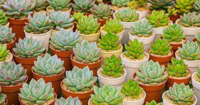 Quer saber porque deve colocar sal nas suas suculentas?